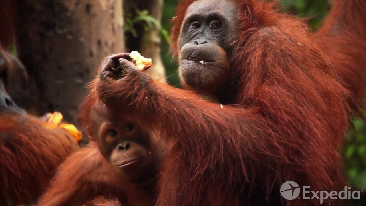 Malaysia Vacation Travel Guide Expedia 1